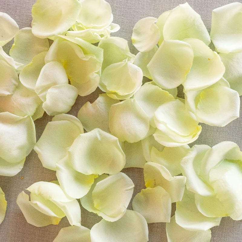 Buy Wholesale Soft Green Fresh Rose Petals in Bulk - FiftyFlowers