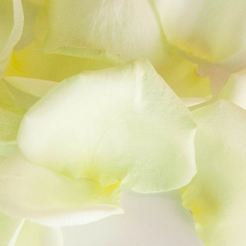 Soft Green Fresh Rose Petals Stem - Image