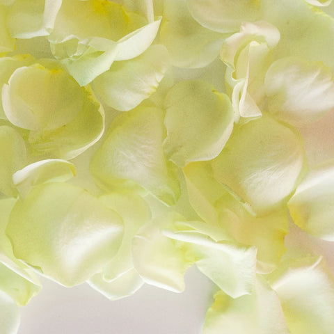 Soft Green Fresh Rose Petals Vase - Image