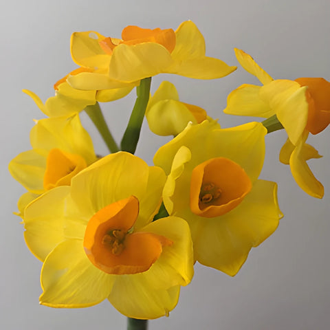 Yellow and Orange Narcissus Daffodil Flowers