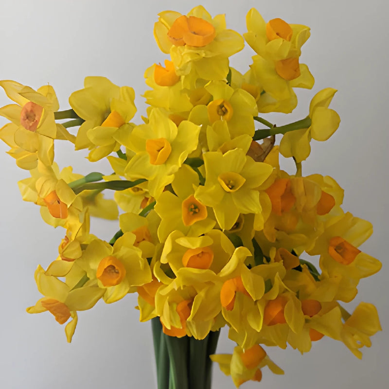 Yellow and Orange Narcissus Daffodil Flowers