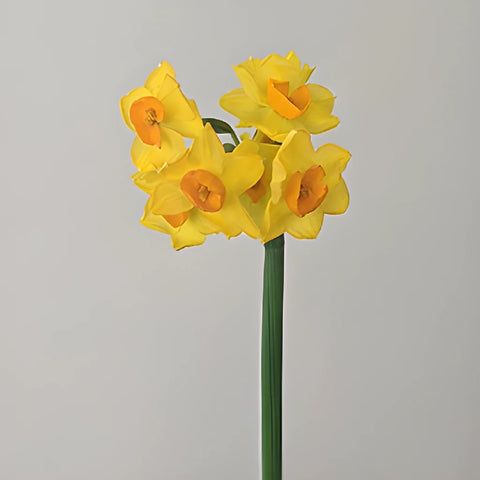 Yellow and Orange Narcissus Daffodil Flowers