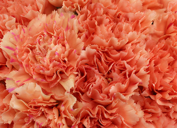Solex Orange Wholesale Carnations Up close