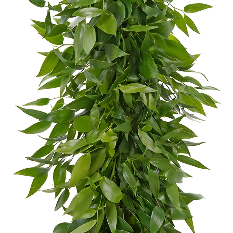ruscus plant indoor Buy Wholesale Italian Ruscus Greens Garland in Bulk