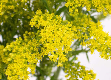 Yellow Solidago Flower Up Close