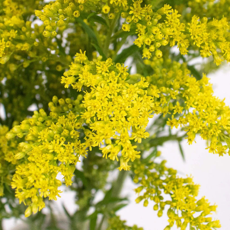Yellow Solidago Flower Up Close