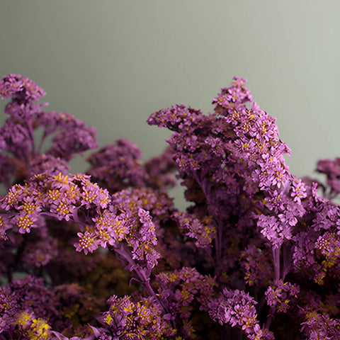 Lilac Purple Tinted Wild Solidago Flower