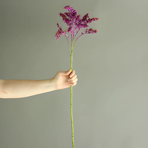Lilac Purple Tinted Wild Solidago Flower
