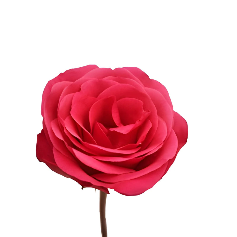 Kiss Me Pink Sweetheart Roses