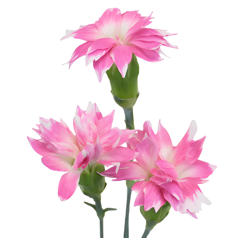 Pink Star Dianthus Flowers