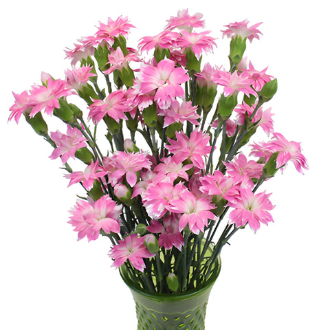 Pink Star Dianthus Flowers