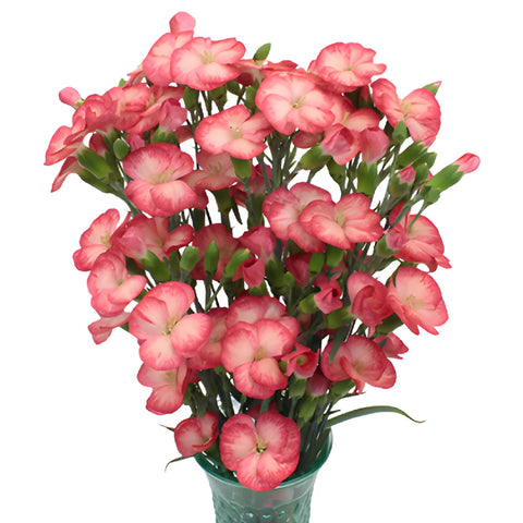 Pink Blush Solomio Flowers