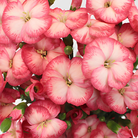 Pink Blush Solomio Flowers