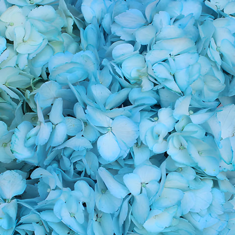 Something Borrowed Enhanced Blue Hydrangea Up Close
