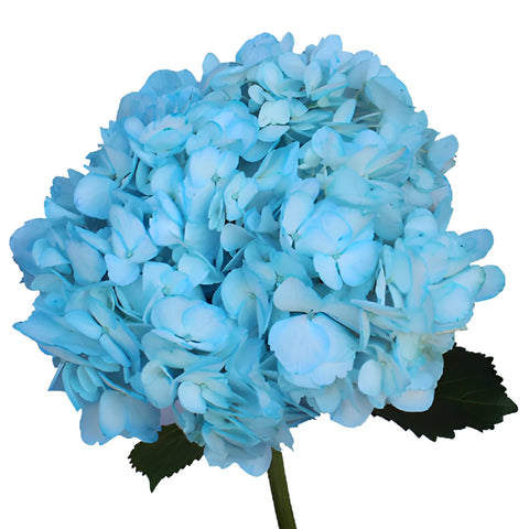 Something Borrowed Tinted Blue Hydrangea Flower