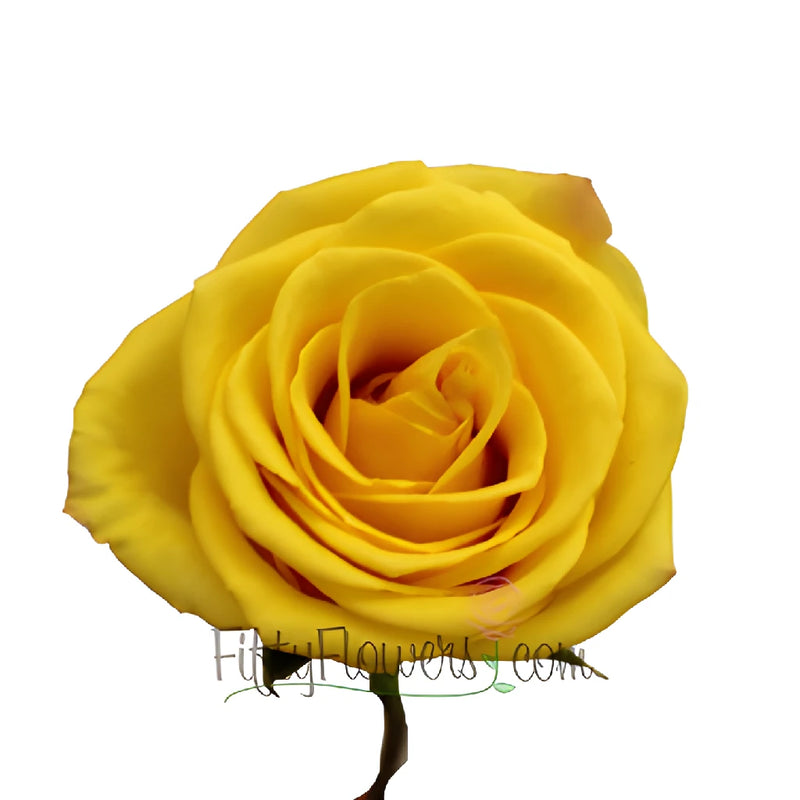 Sonrisa Golden Yellow Rose