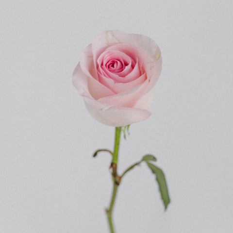Sophie Light Pink Rose Stem - Image