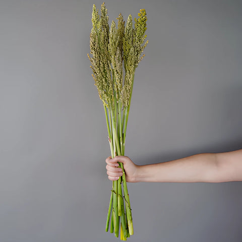 Sorghum Fresh Decorative Greenery