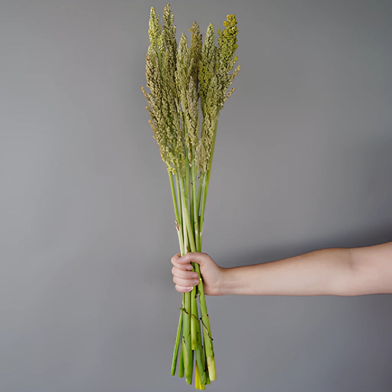 Sorghum Fresh Decorative Greenery