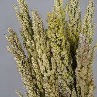 Sorghum Fresh Decorative Greenery