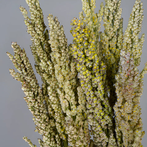 Sorghum Fresh Decorative Greenery