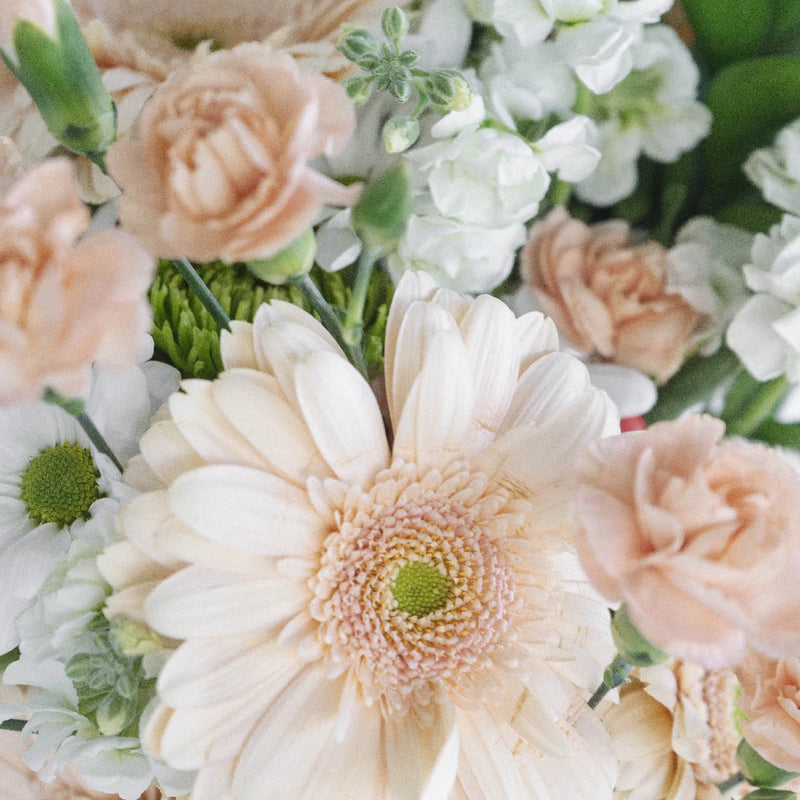 Southern Belle Combo Pack Close Up - Image