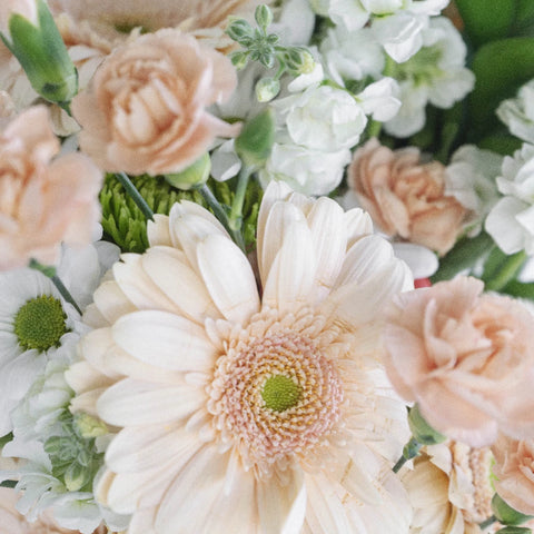 Southern Belle Combo Pack Close Up - Image