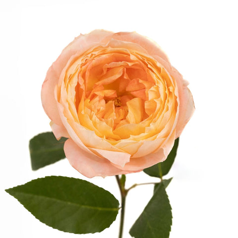 Southern Comfort Peach Garden Rose Vase - Image