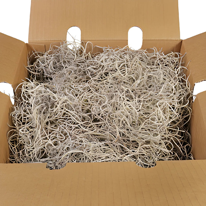 Natural Fresh Spanish Moss