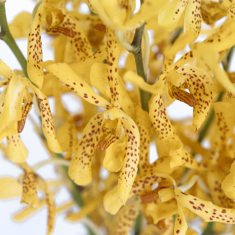 Speckled Sunset Mokara Orchid Close Up - Image