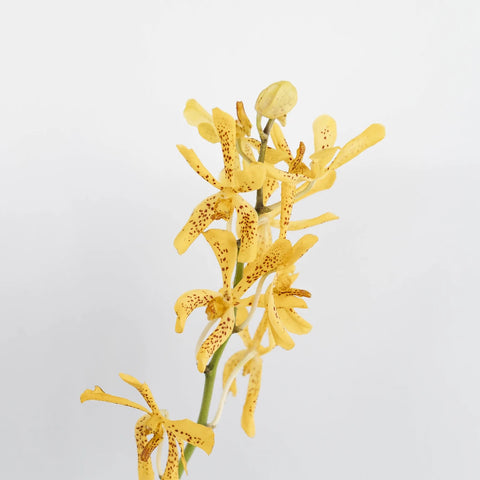 Speckled Sunset Mokara Orchid Stem - Image