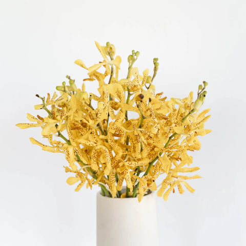 Speckled Sunset Mokara Orchid Vase - Image
