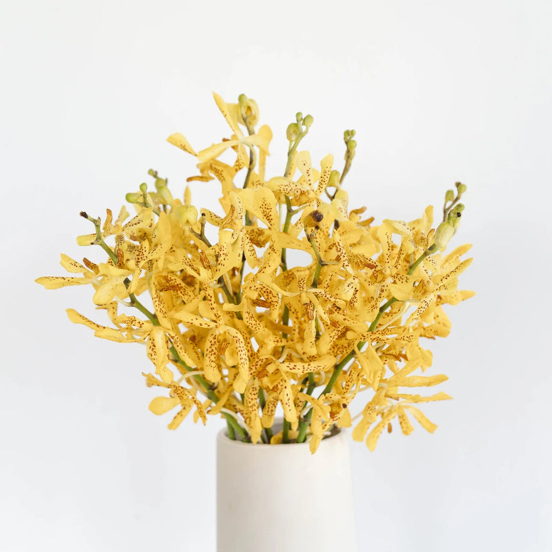 Speckled Sunset Mokara Orchid Vase - Image