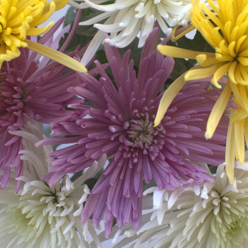 Spider Mum Assorted Colors Flower Close Up - Image