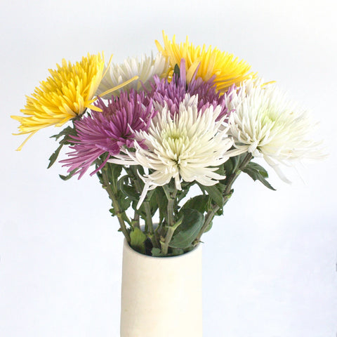 Spider Mum Assorted Colors Flower Stem - Image