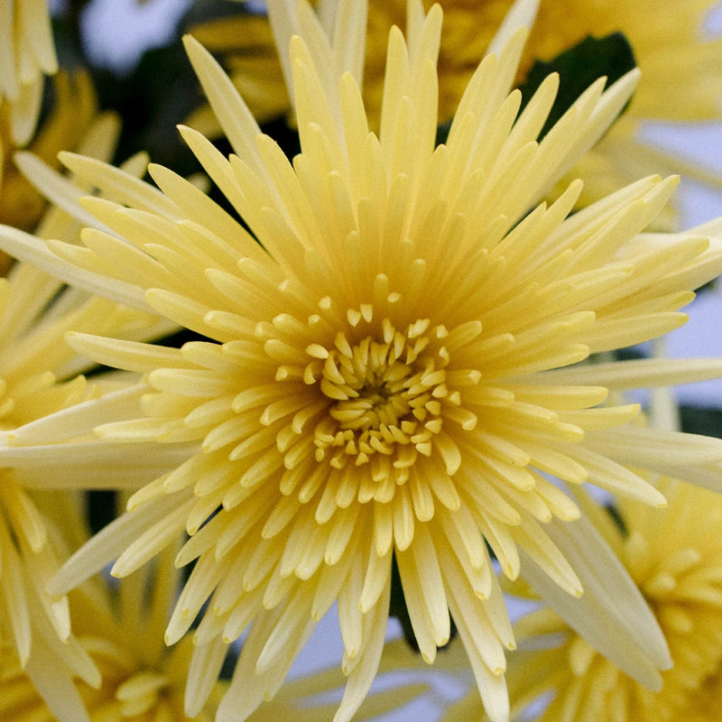 Spider Mum Yellow Flower Close Up - Image