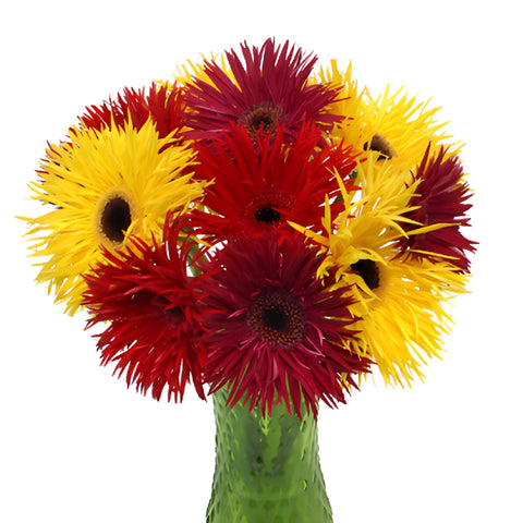 Farm Fresh Mix Spider Gerbera Daisies