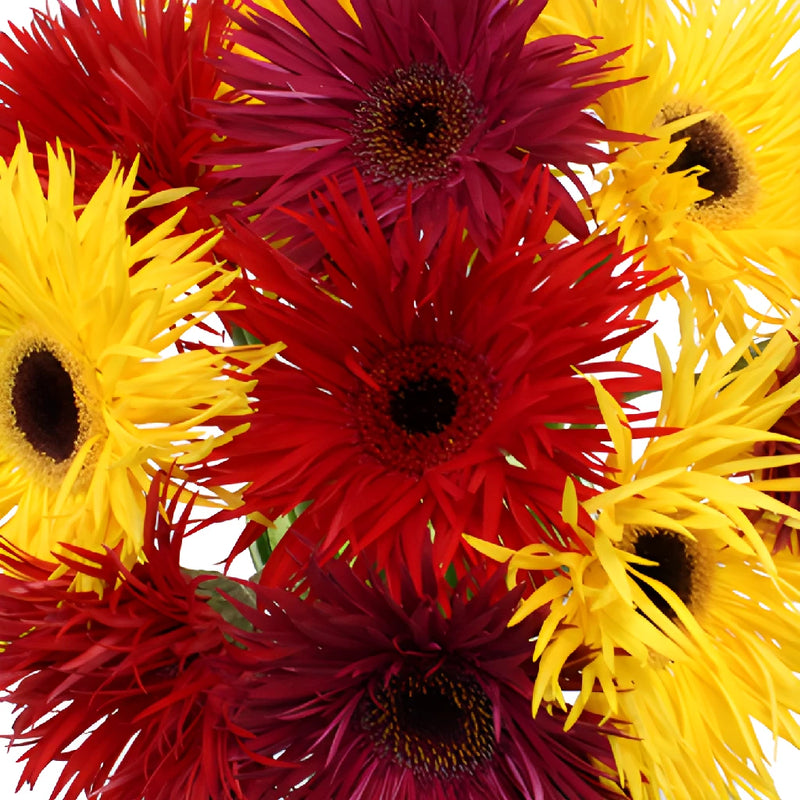 Farm Fresh Mix Spider Gerbera Daisies
