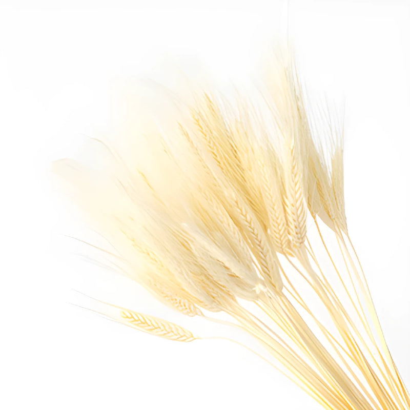 Dried wheat grass wholesale flowers