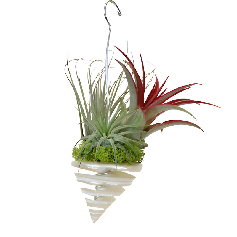Hanging Tinted Air Plant in Shell Decorations