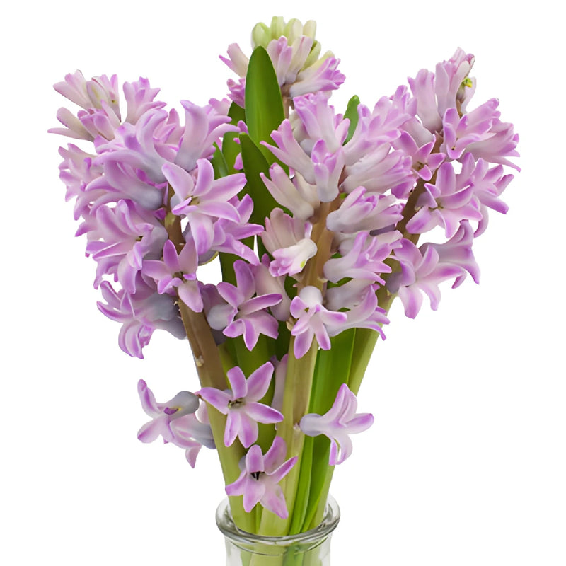 Lilac Pink Hyacinth Flowers