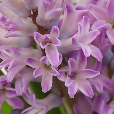 Lilac Pink Hyacinth Flowers