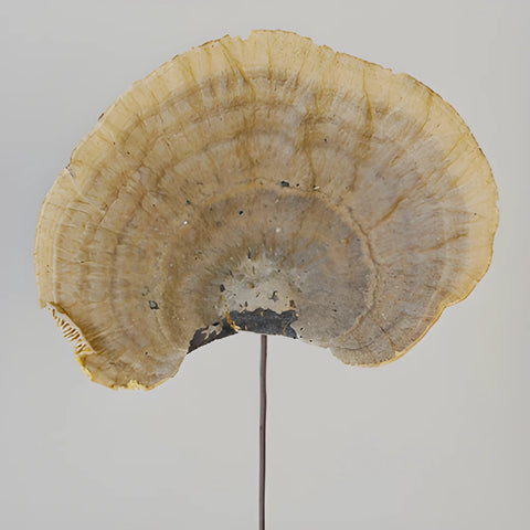Natural Dried Shelf Mushroom