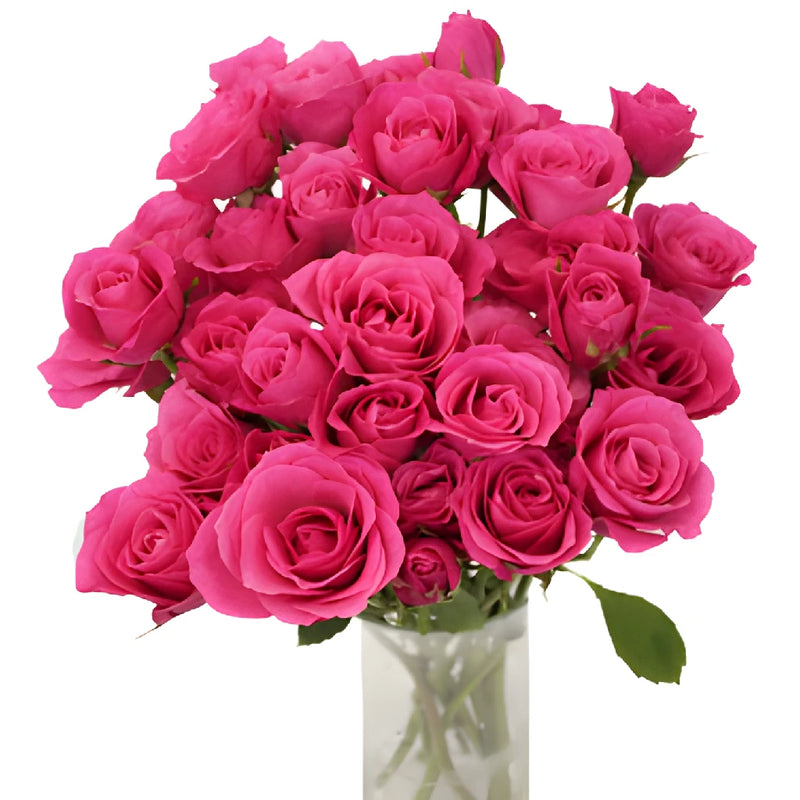 Hot Pink Spray Roses