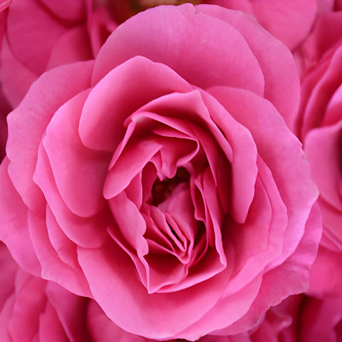 Hot Pink Spray Roses