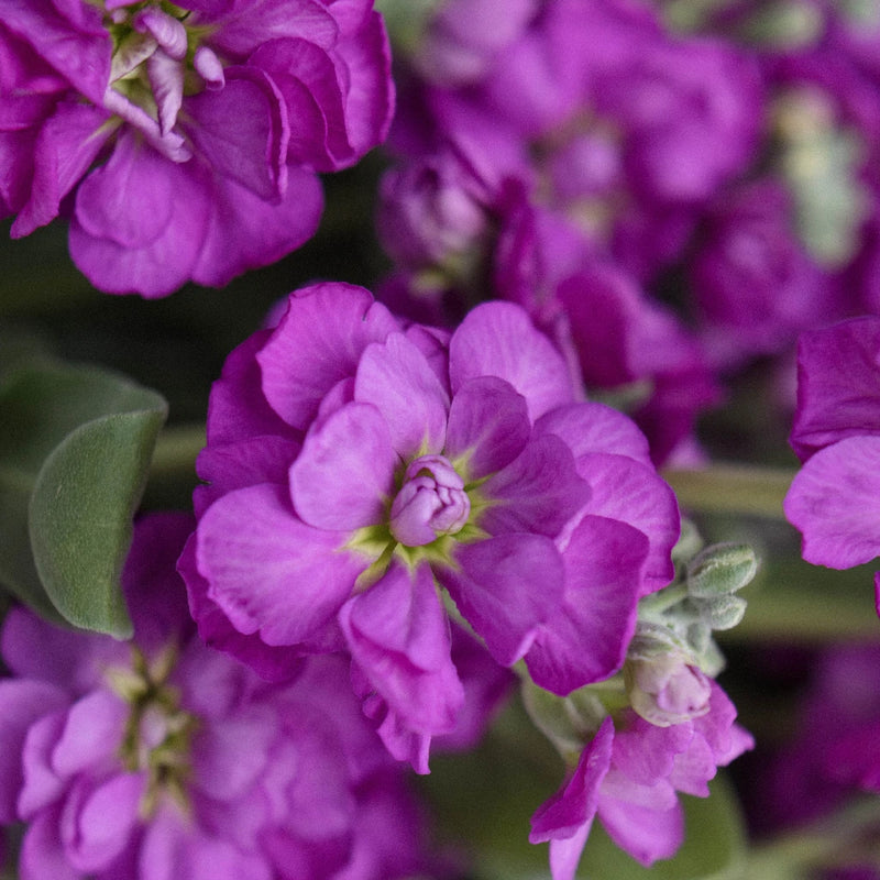 Spray Stock Deep Purple Burgundy Flower Close Up - Image