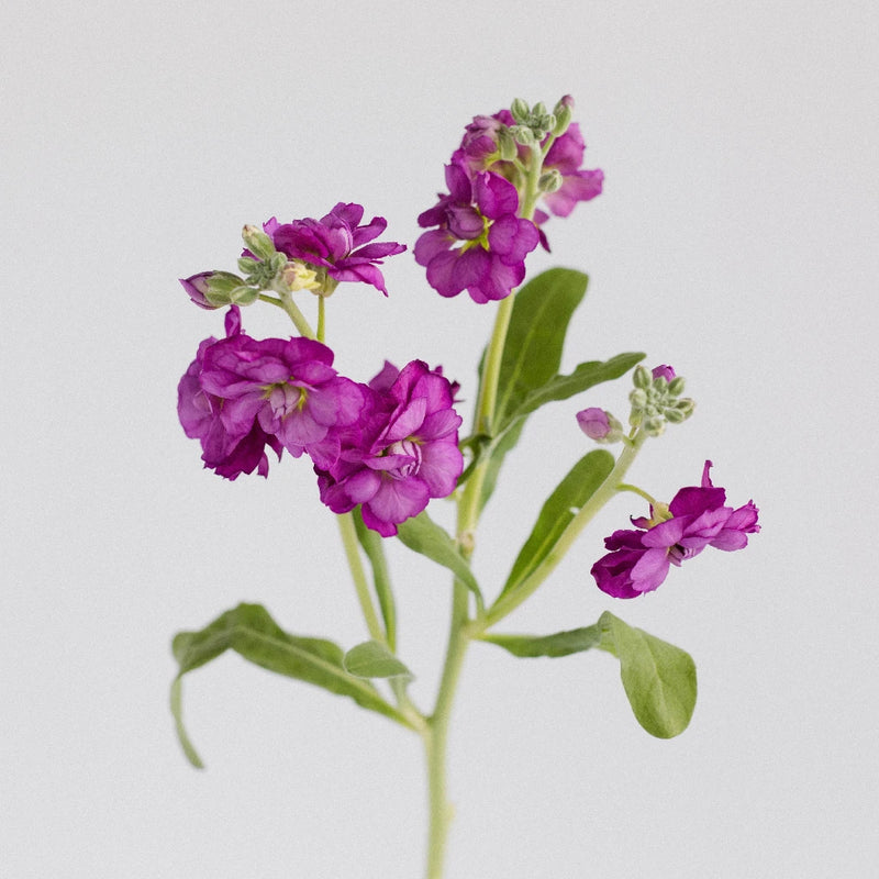 Spray Stock Deep Purple Burgundy Flower Stem - Image