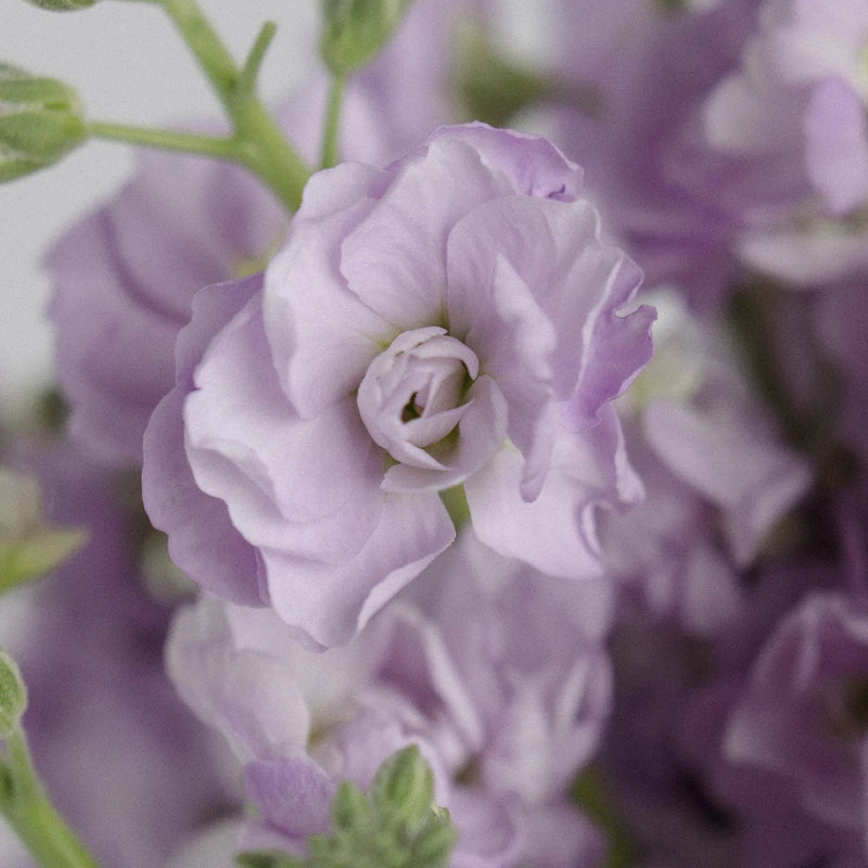 Spray Stock Lavender Wholesale Flower Close Up - Image