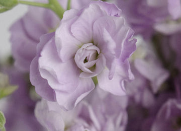 Spray Stock Lavender Wholesale Flower Close Up - Image