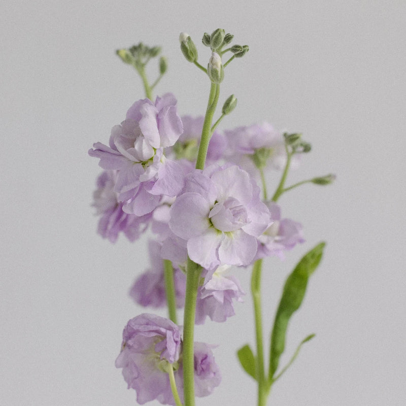 Spray Stock Lavender Wholesale Flower Stem - Image